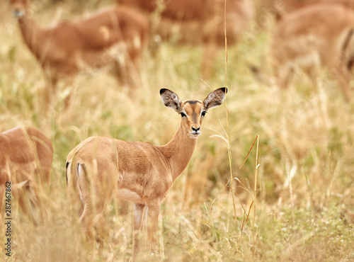 Young female impala, Aepyceros melampus