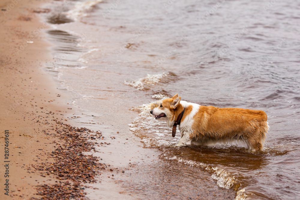 Welsh Corgi Pembroke on the beach. Corgi is swimming. Dog on the beach. Corgi dog in the water. Wet dog.