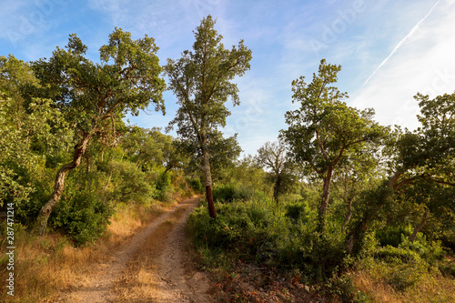 Beautiful rural portuguese landscape with old Cork oak tree (Quercus suber) in evening sun, Alentejo Portugal Europe