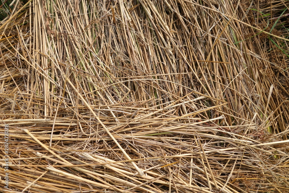 dried yellow grass in a ditch 1 dried yellow grass in a ditch 1