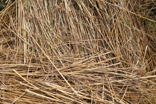 dried yellow grass in a ditch 1