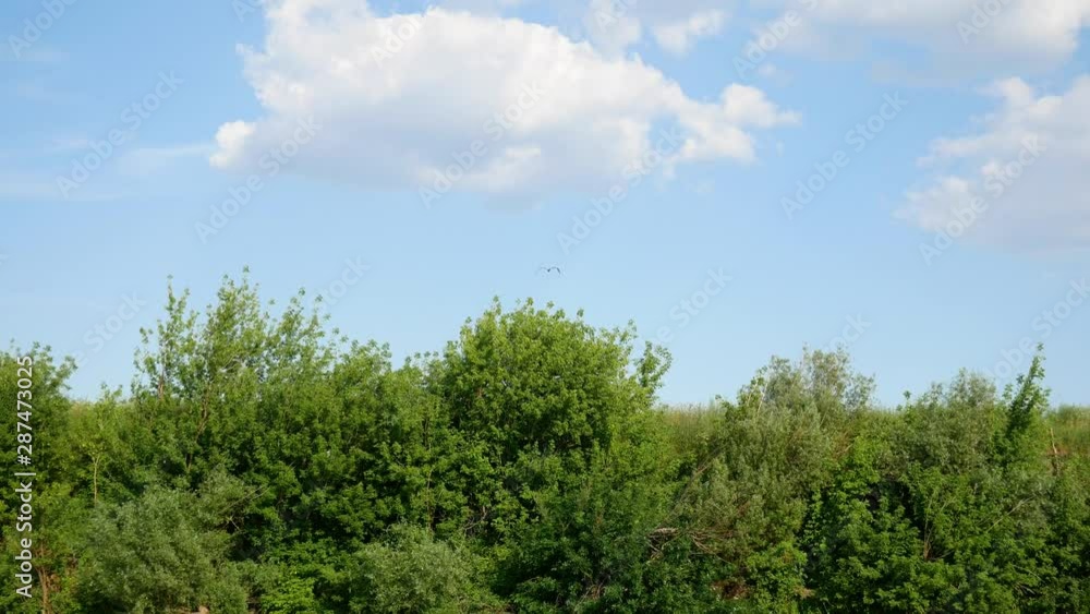 fast motion of a white small gull over river and trees fast motion of a white small gull over river and trees