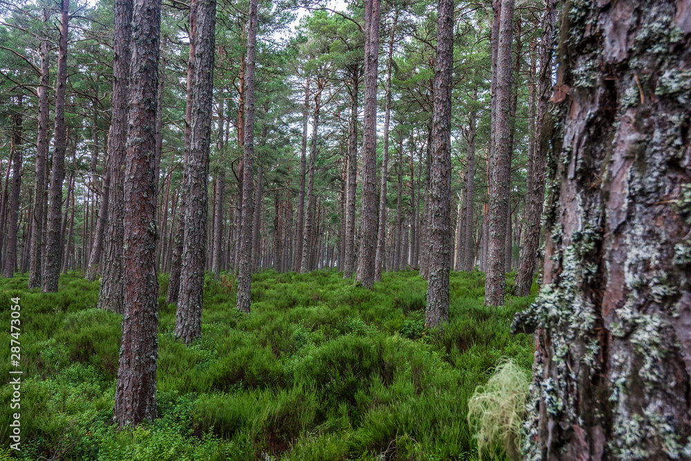Trees, Cairngorms National Park, UK Trees, Cairngorms National Park, UK
