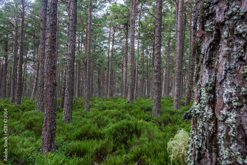 Trees, Cairngorms National Park, UK