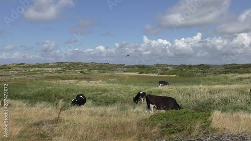 Mucche e falco in panorama rurale - Varberg - Svezia