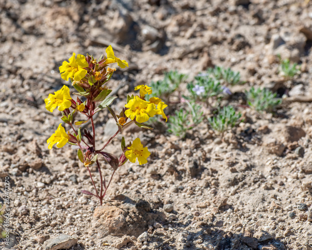 USA, Nevada, Lincoln County, Basin and Range National Monument, Fossil Mountain. Parry's monkey flower (Diplacus parryi/ syn. Mimulus parryi) with red spots inside the throat of the yellow corolla. USA, Nevada, Lincoln County, Basin and Range National Monument, Fossil Mountain. Parry's monkey flower (Diplacus parryi/ syn. Mimulus parryi) with red spots inside the throat of the yellow corolla.
