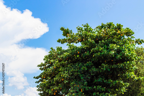Wallpaper Mural Árbol con cielo azul en el fondo Torontodigital.ca