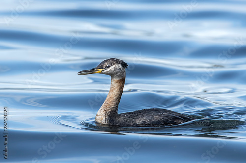 Pretty red necked grebe in the water.