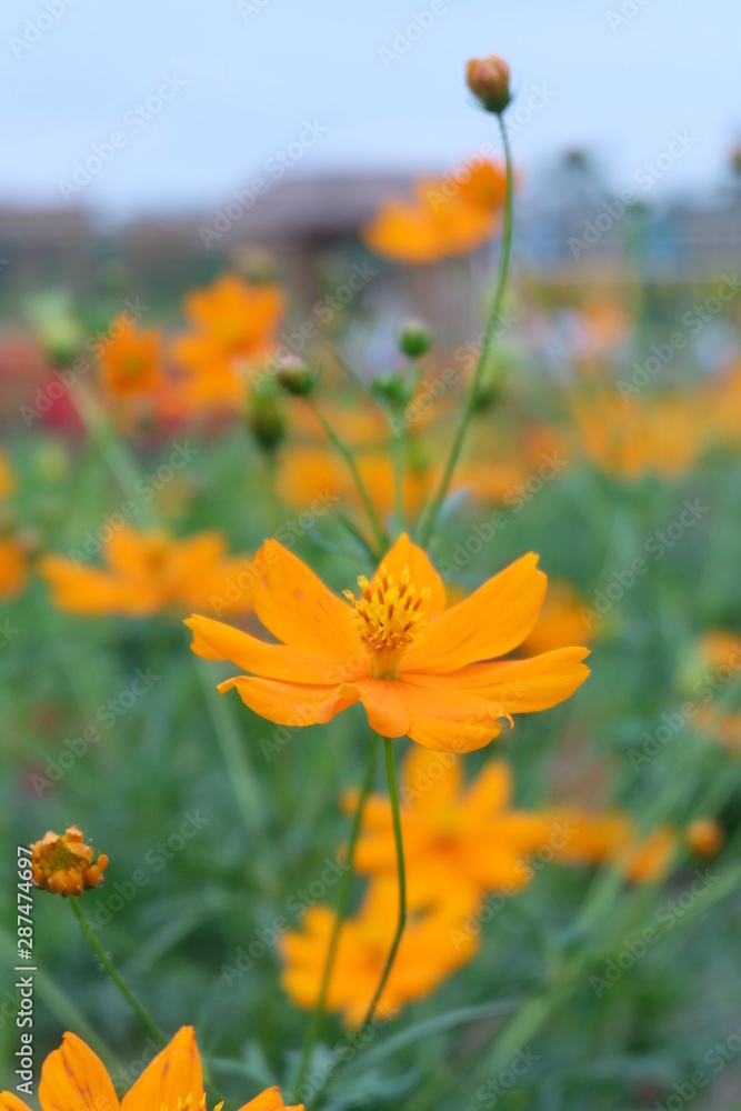 Sulfur Cosmos Flowers in Belayu Garden