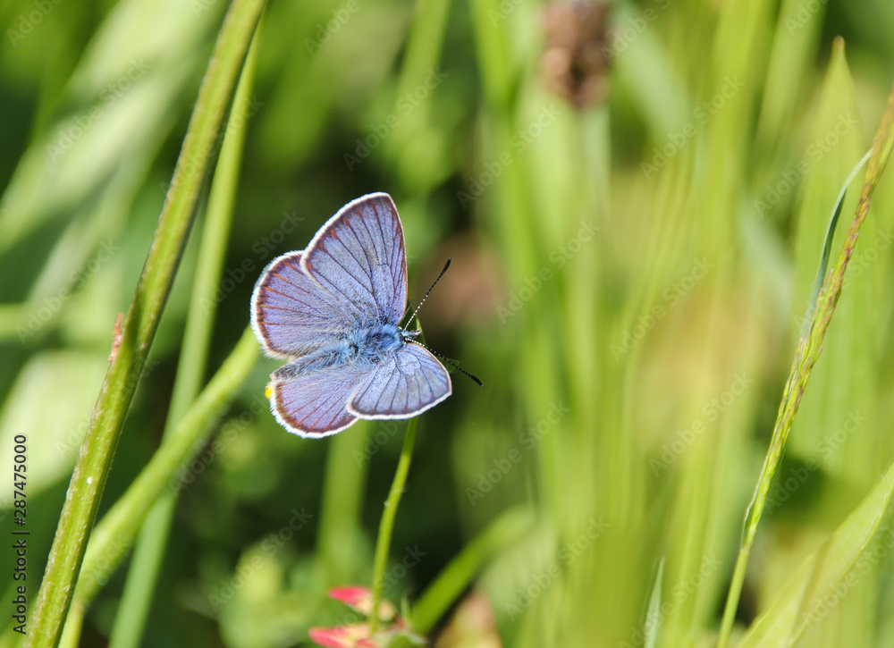 Butterfly Butterfly