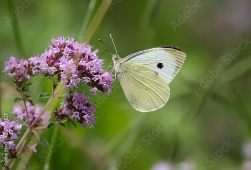 large cabbage white butterfly © Georgine
