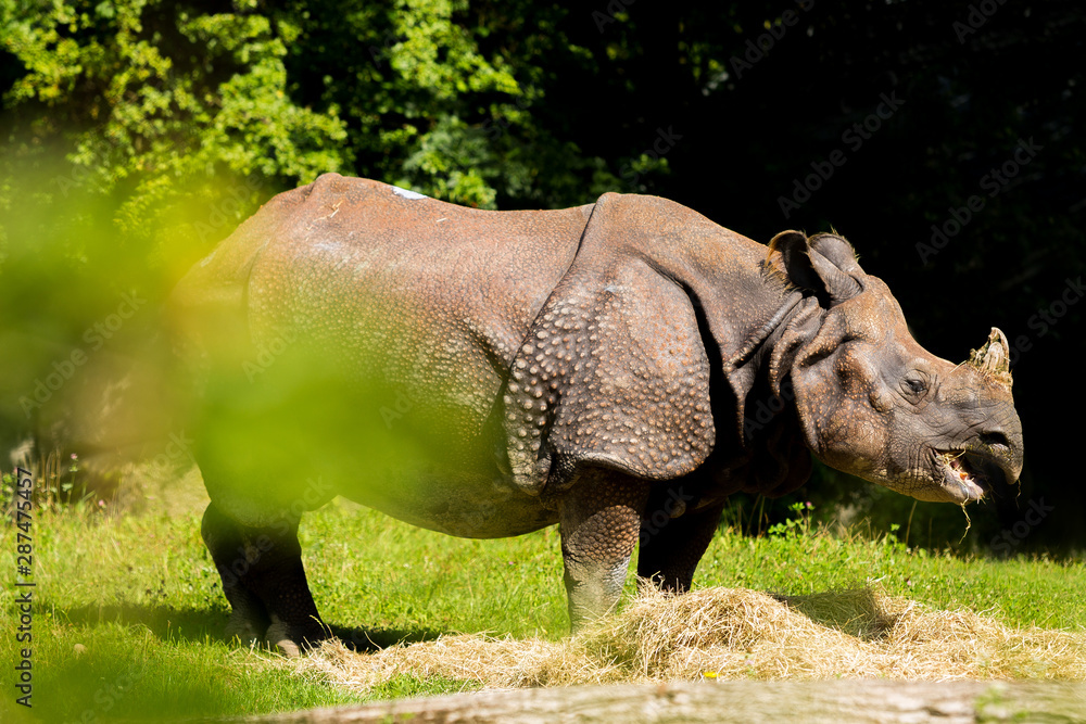Obraz premium Indian Rhinoceros in a whole side view
