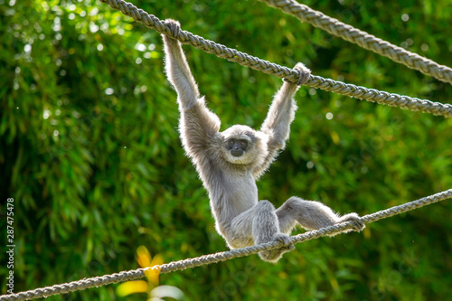 Φωτογραφία Silvery Gibbon hanging of two arms
