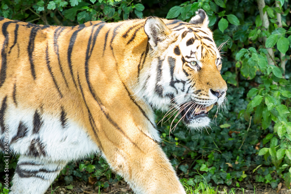 Obraz premium Siberian tiger in a close side view