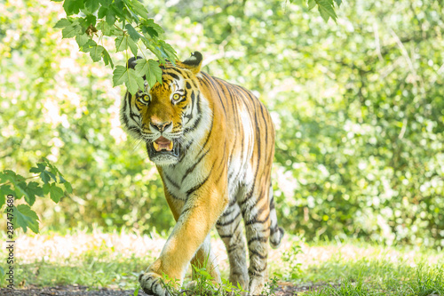Fototapeta Naklejka Na Ścianę i Meble -  Siberian tiger in  a full frontal view