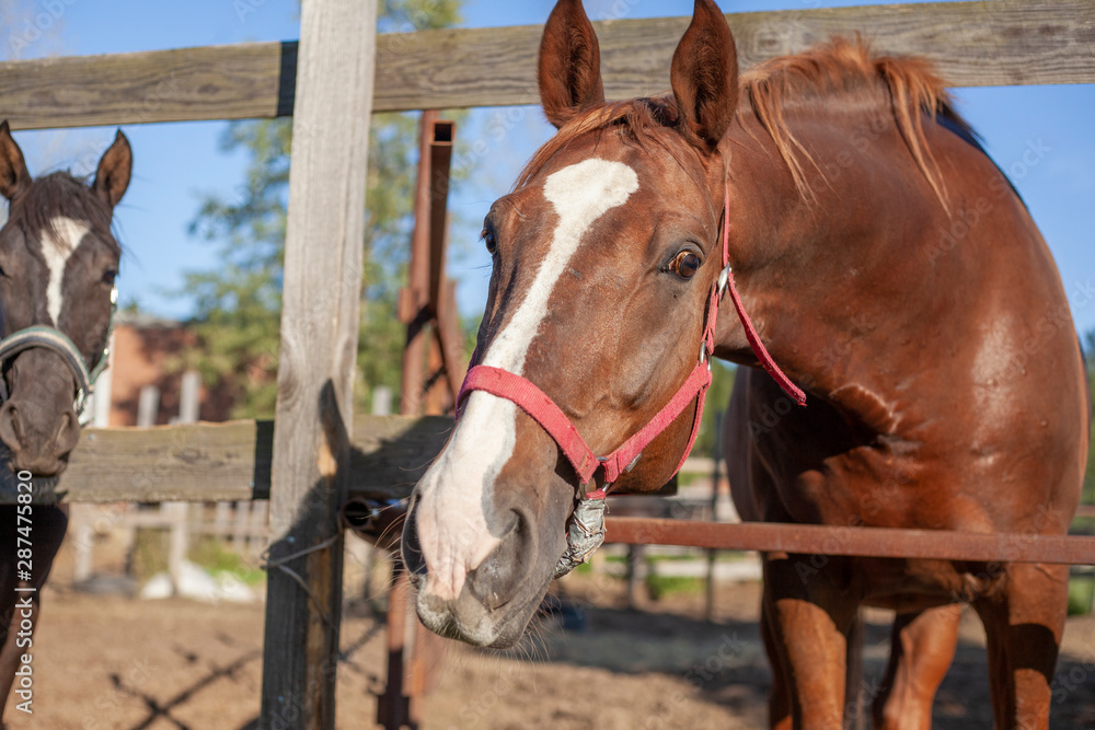 Fototapeta premium A horse stands in a paddock on a farm. Brown horse on a sunny day. The animal communicates through the fence.