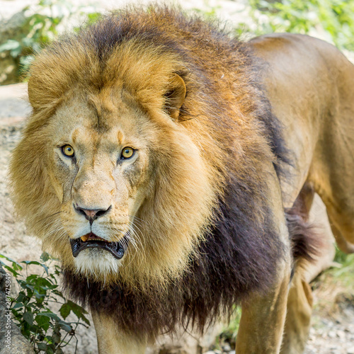 Lion in a frontal view