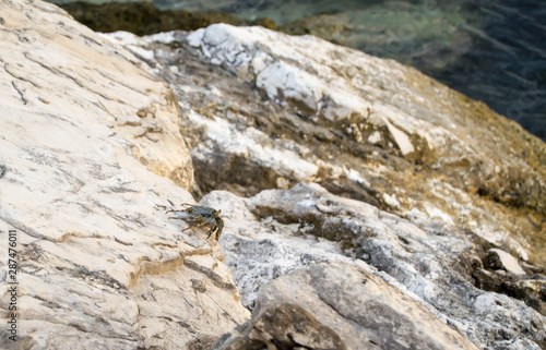 Crab crawling on large rocks