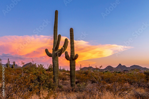 Stand Of Saguaro Cactus At Sunset In Arizona