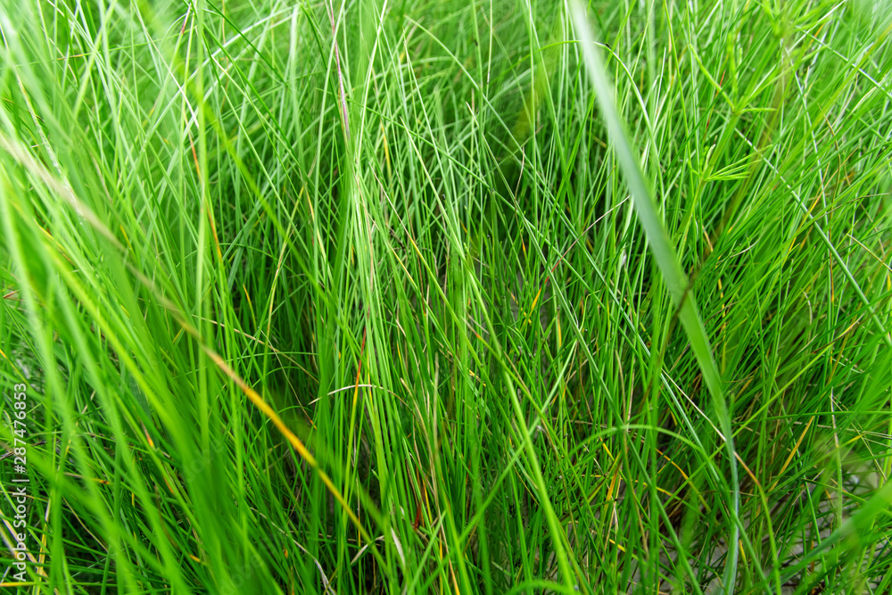 bright green grass, background, texture bright green grass, background, texture