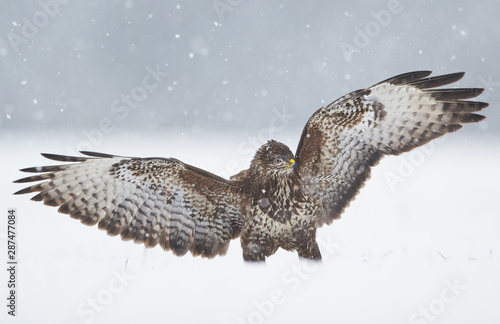 Common buzzard (Buteo buteo) during winter