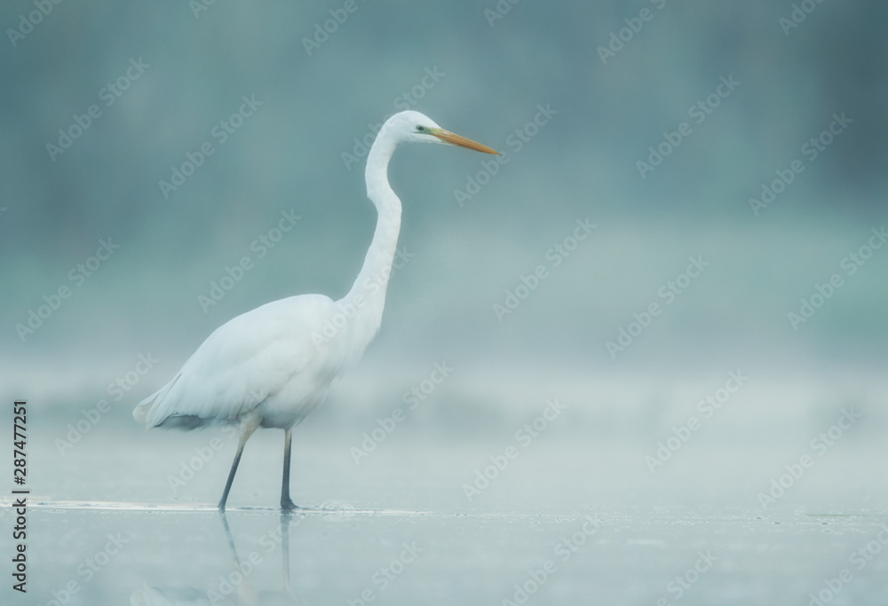 Great white egret (Egretta alba) Great white egret (Egretta alba)