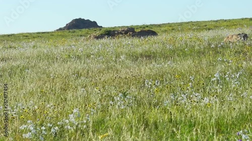 Flora and vegetation in the Atacama Desert, during the greatest flowering in the last 20 years photo