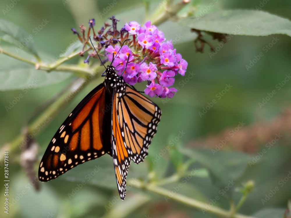 butterfly on flower butterfly on flower