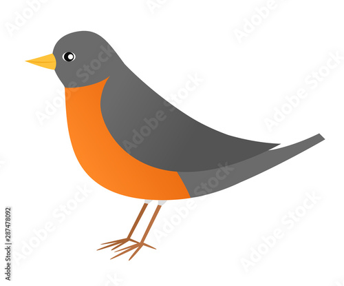 Vector illustration of an American robin