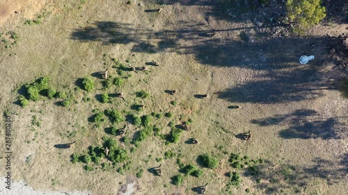 aerial view of Forest
