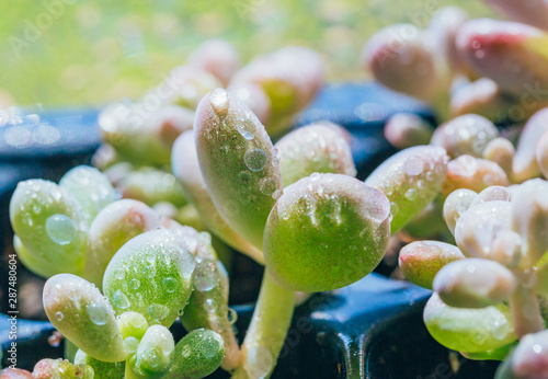 Closeup of succulents on green blurred background，Graptopetalum amethystinum photo