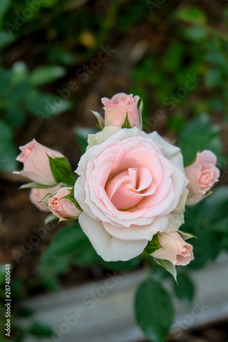 soft pink and white roses blooms in the garden
