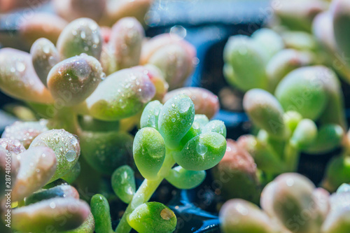 Closeup of succulents on green blurred background，Graptopetalum amethystinum photo