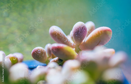 Closeup of succulents on green blurred background，Graptopetalum amethystinum photo