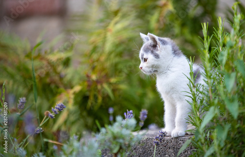 cat in the garden, little white kitty