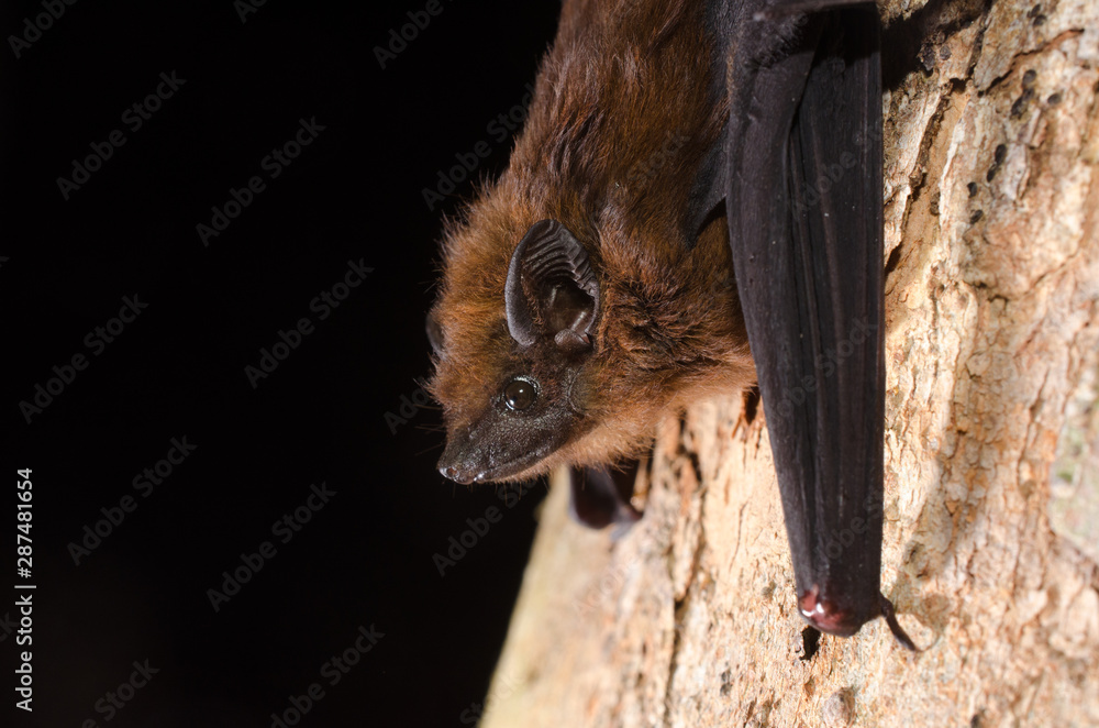 Obraz premium The chestnut sac-winged bat, or Wagner's sac-winged bat (Cormura brevirostris) is a species of sac-winged bat native to South and Central America. It is the only species within its genus.