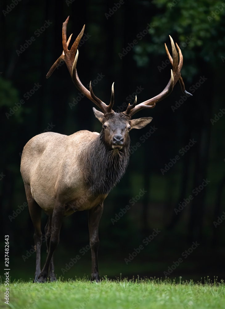 Fototapeta premium Bull Elk