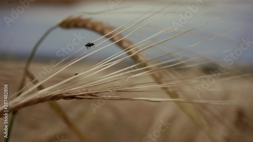 There is a yellow wheat cone in the field and a fly on it. Close up. photo