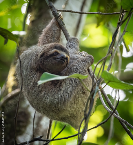 Sloth in Costa Rica  © Harry Collins