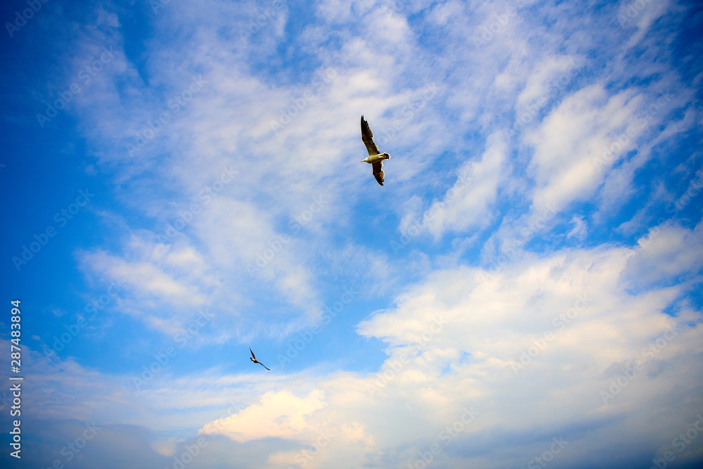 青空を飛ぶカモメ 青空を飛ぶカモメ