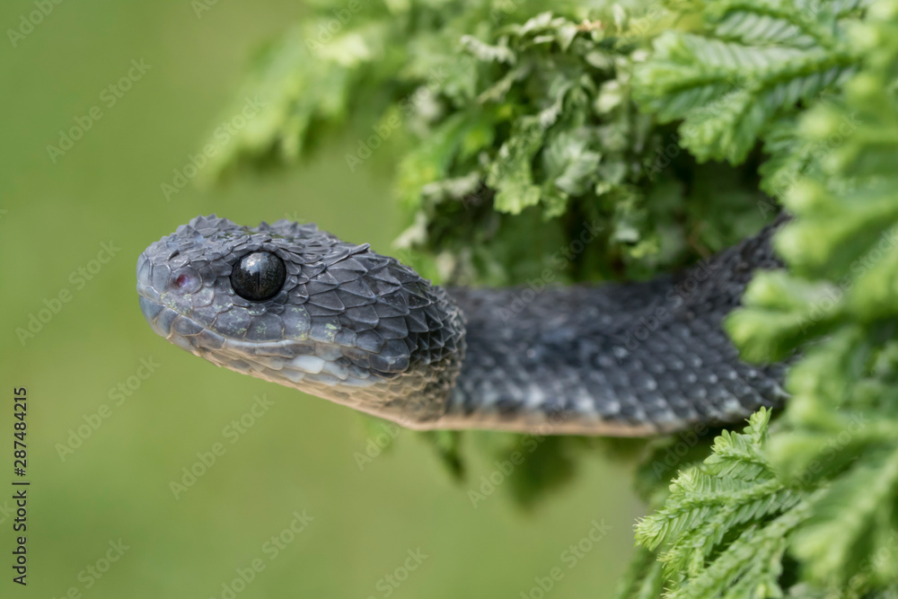 Naklejka premium Venomous Bush Viper (Atheris squamigera) on Rainforest