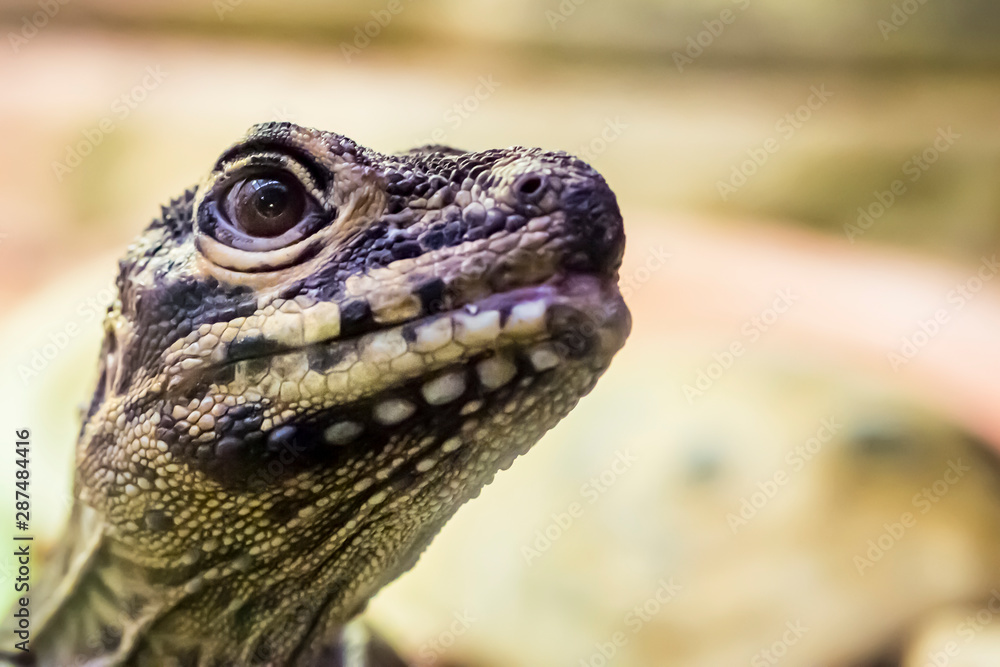 Close up of a lizard. Close up of a lizard.