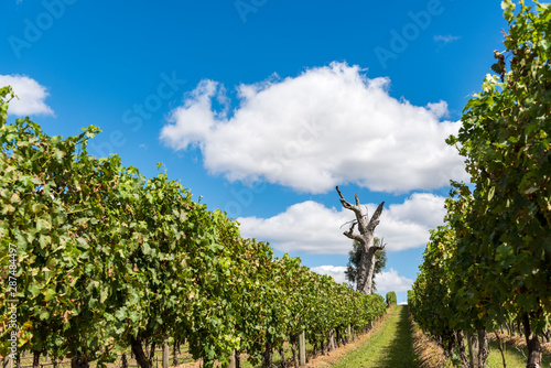 Vineyard rows in the day time: 