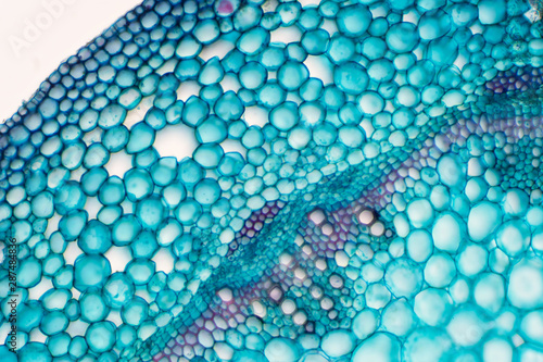 Принти на полотні Cross sections of plant stem under microscope view.