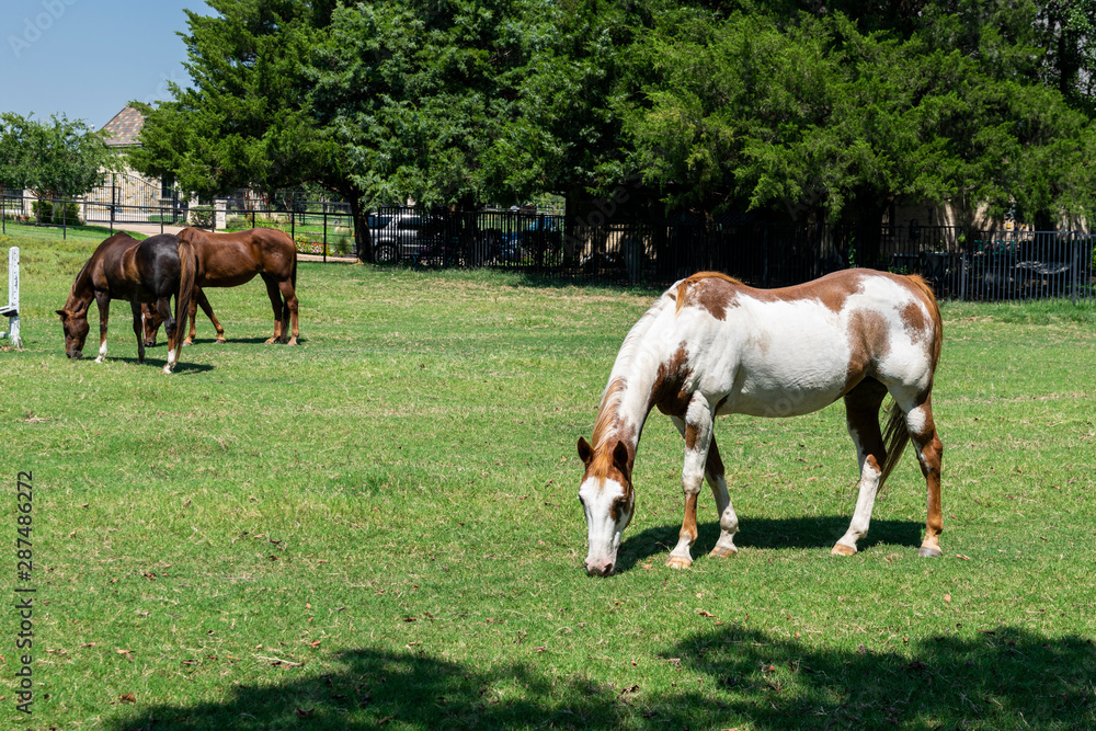 Paint horse grazing in pasture with brown horses in background Paint horse grazing in pasture with brown horses in background