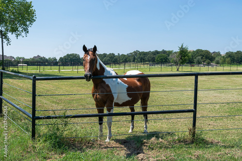 Beautiful brown and white paint horse next to fence