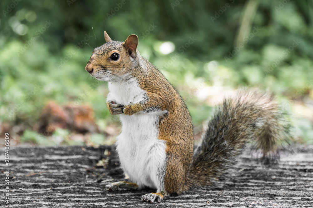 Squirrel standing up