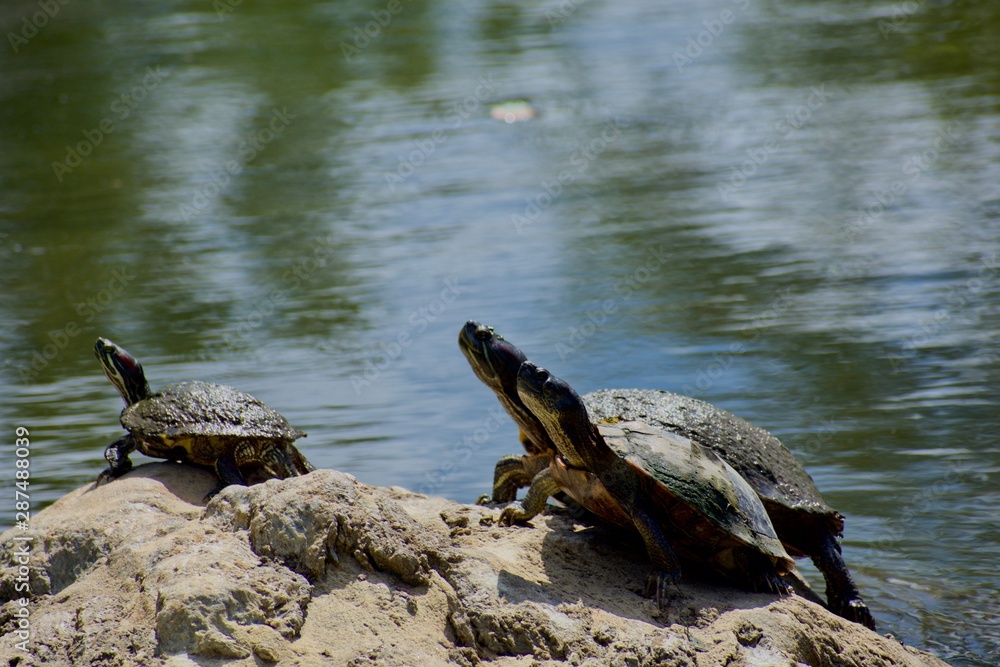 Three turtles sitting on a rock Three turtles sitting on a rock