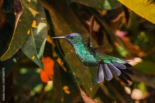 Lindo Beija-flor Colibri verde voando