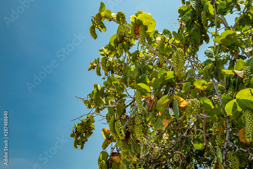 Green beach grape growing on tree branches with leaves down up view 